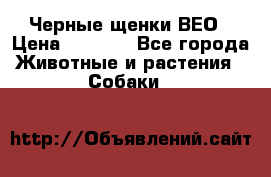 Черные щенки ВЕО › Цена ­ 5 000 - Все города Животные и растения » Собаки   